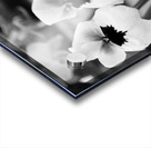 Black  White Floral Series - Double Trouble Acrylic print