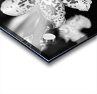 Black  White Floral Series 8 Acrylic print