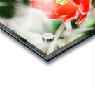 Red Cacti 3 Acrylic print