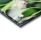 Dancing Orchid Acrylic print