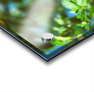 Monarch butterfly Acrylic print