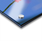 Butterfly and flower love Acrylic print