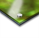 Orange butterfly having a drink Acrylic print