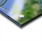 Orange Butterfly Having A Rest Acrylic print