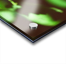 Butterfly with captured beetle Acrylic print