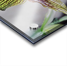 Green Striped Orchid Acrylic print