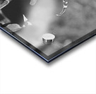 Black and White Orchid Series 1 Acrylic print