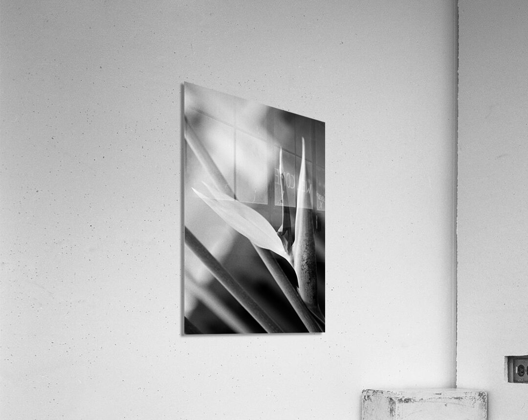Black  White Bird of Paradise  Acrylic Print