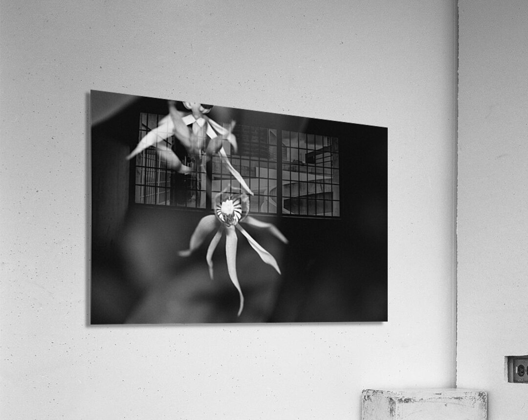 Black  White Floral Series 11 Acrylic Print