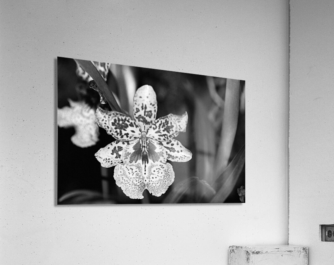 Black  White Floral Series 8 Acrylic Print