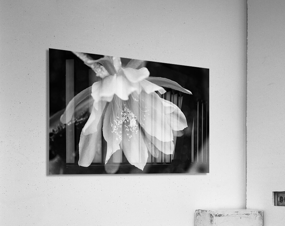 Black and White Peony Burst Acrylic Print