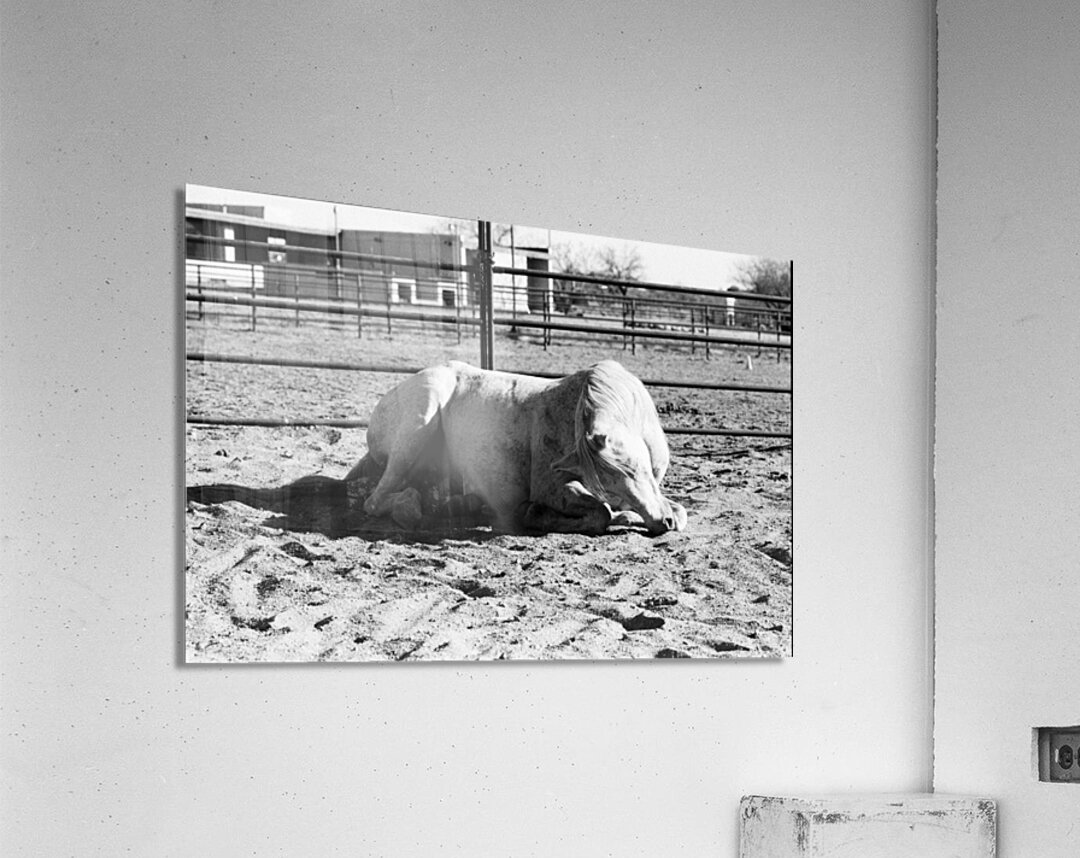 Magnificent Horse Pose 3 Acrylic Print