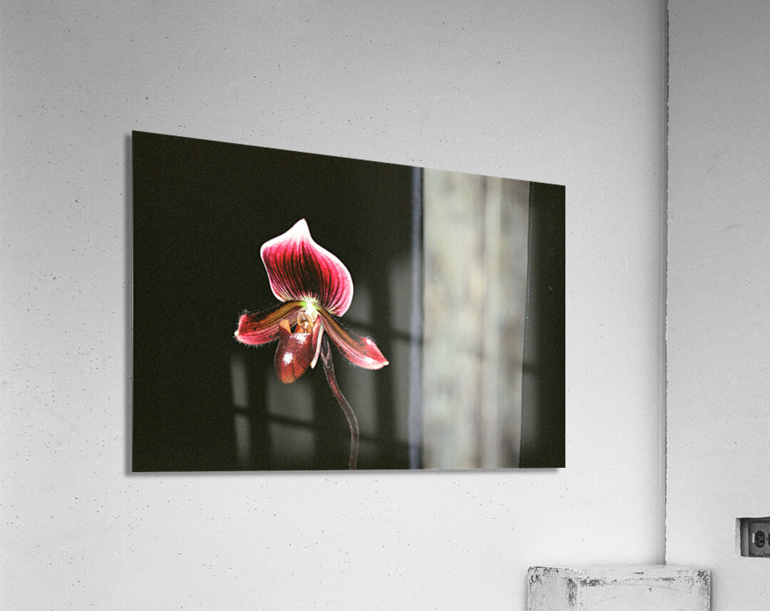 Red Orchid 2 Acrylic Print