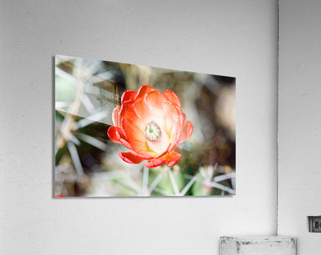 Red Cacti 2 Acrylic Print