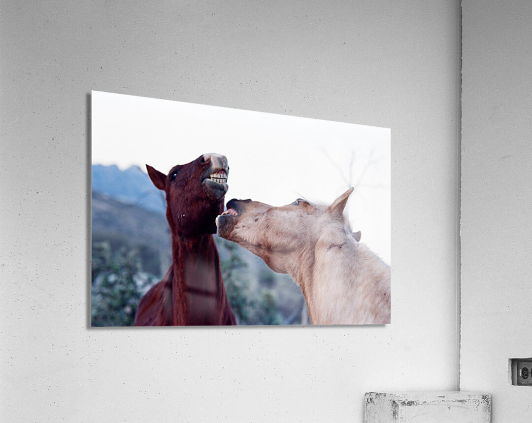Horse Sparring 2 Acrylic Print