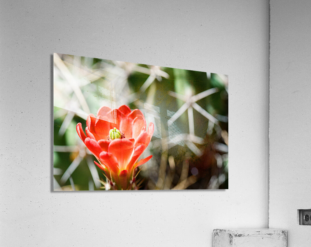 Red Cacti 3 Acrylic Print