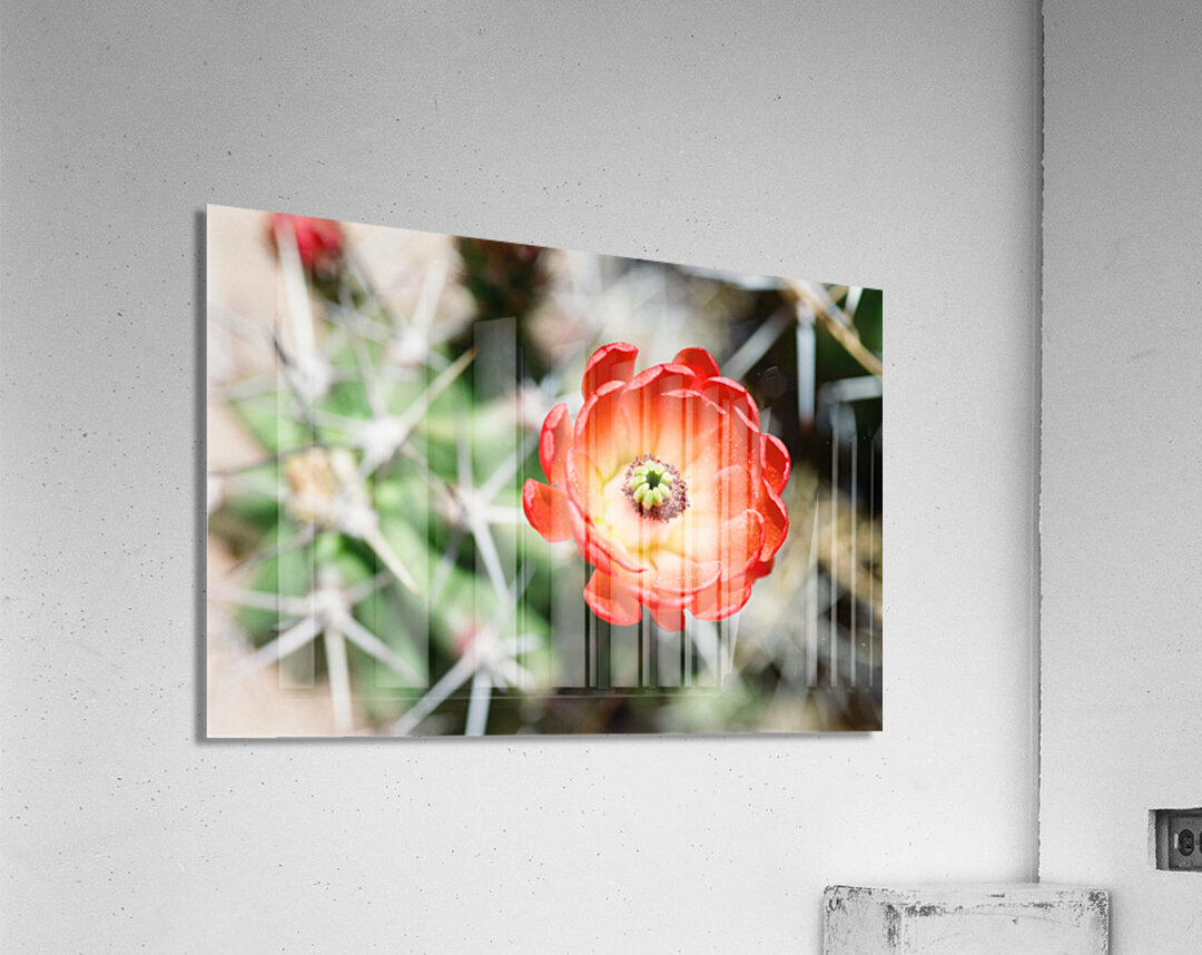 Red Cacti 5 Acrylic Print