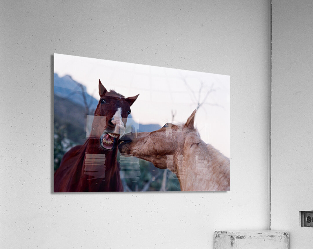 Horses Sparring Acrylic Print