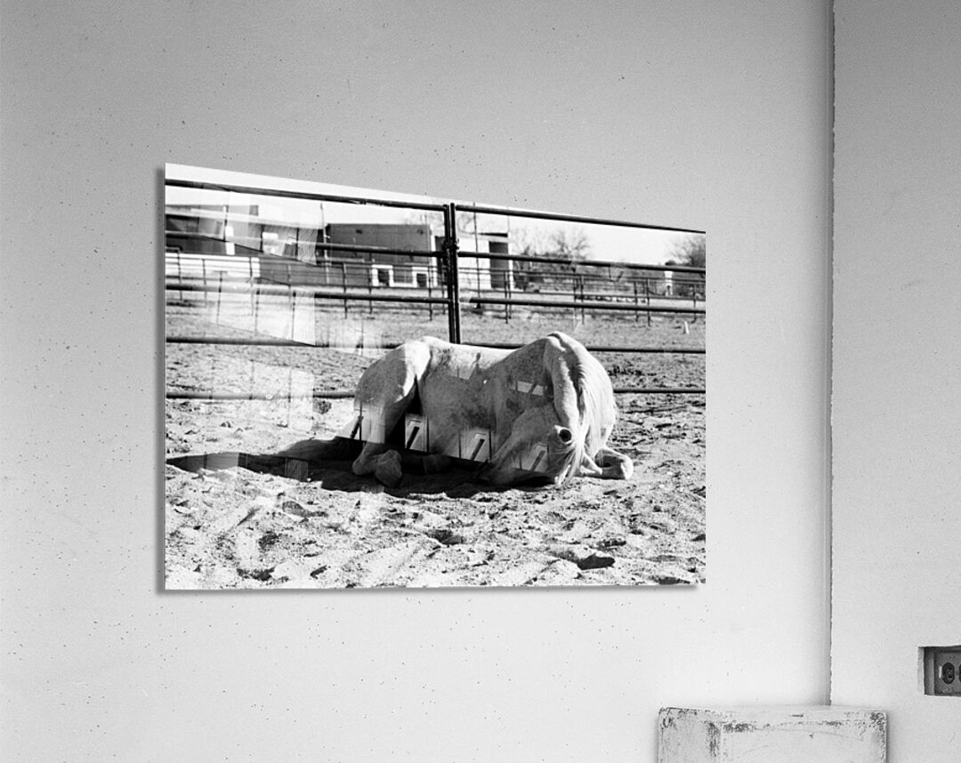 Magnificent Horse Pose 2 Acrylic Print