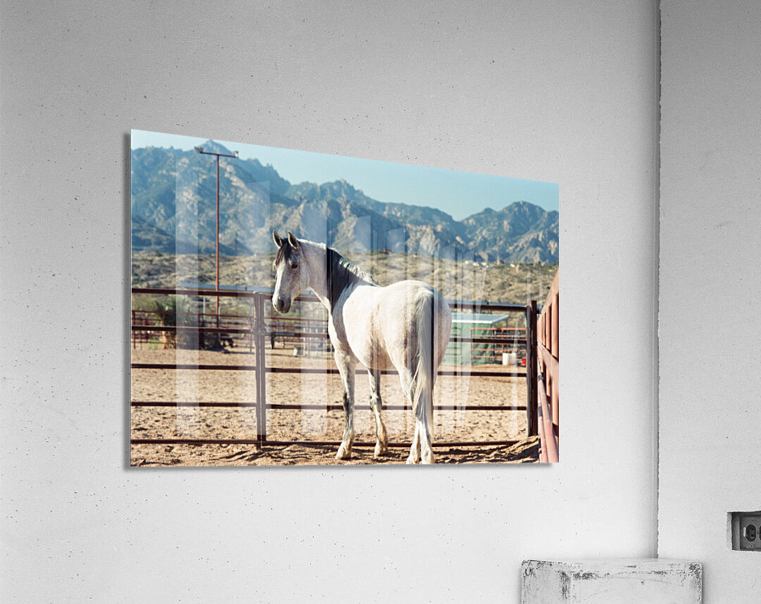 Horse and Mountains Acrylic Print