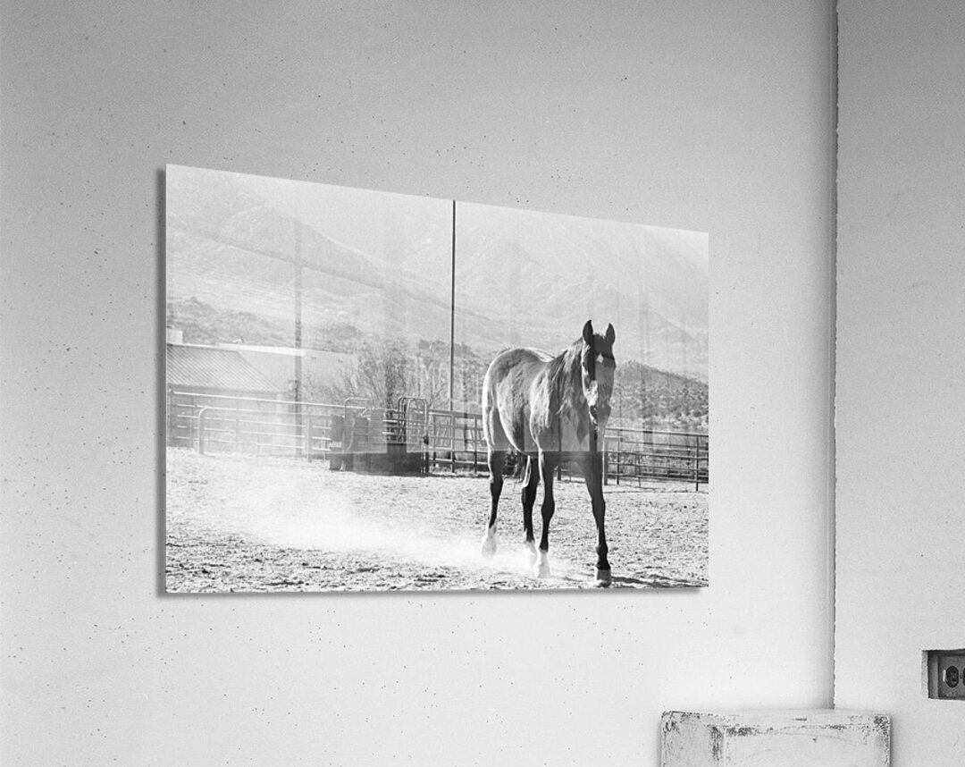 Black Horse Dust Acrylic Print