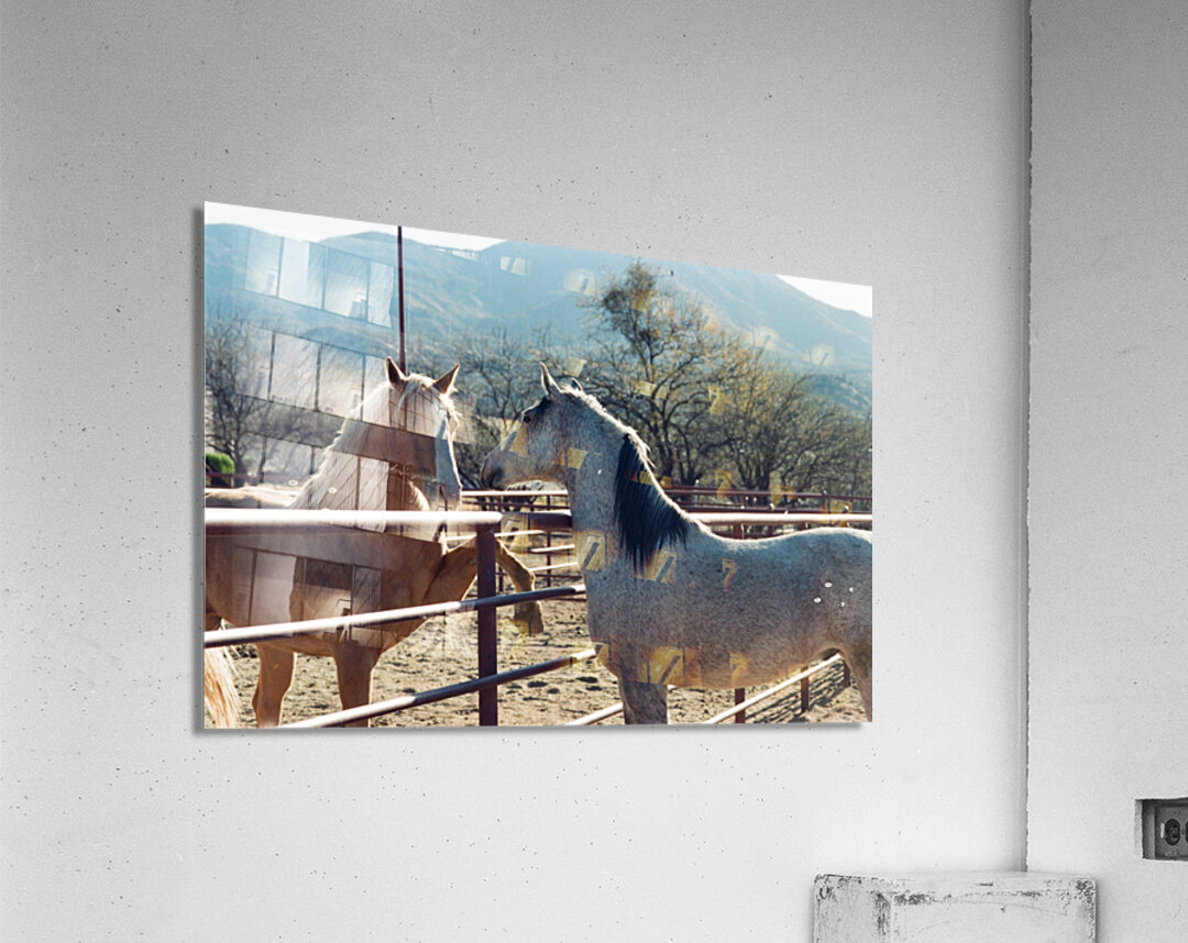 Horses connecting Acrylic Print