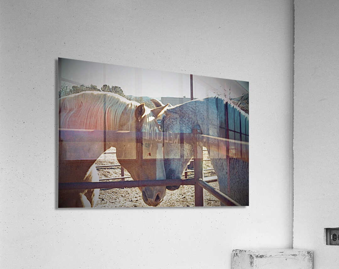 Horse Embrace  Acrylic Print