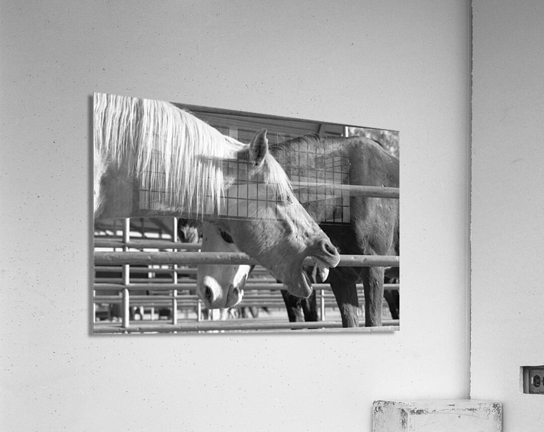 Horse Yawning Acrylic Print