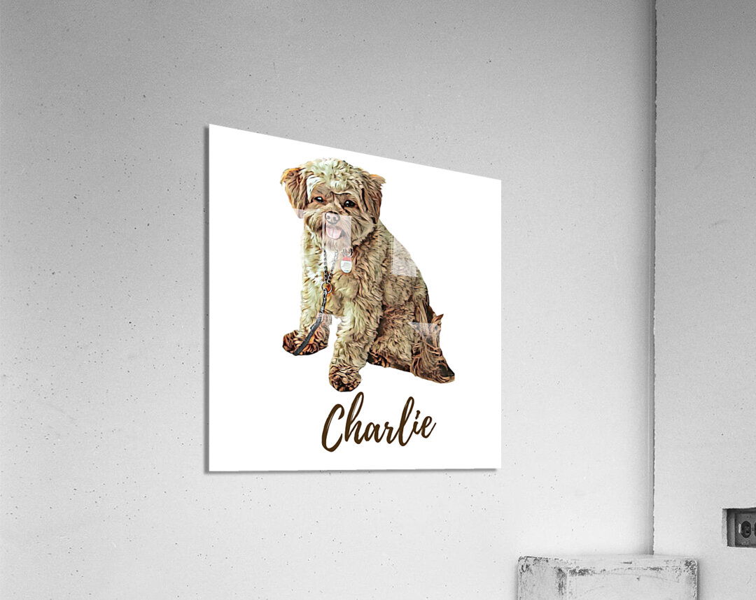 Charlie the Morkie Acrylic Print