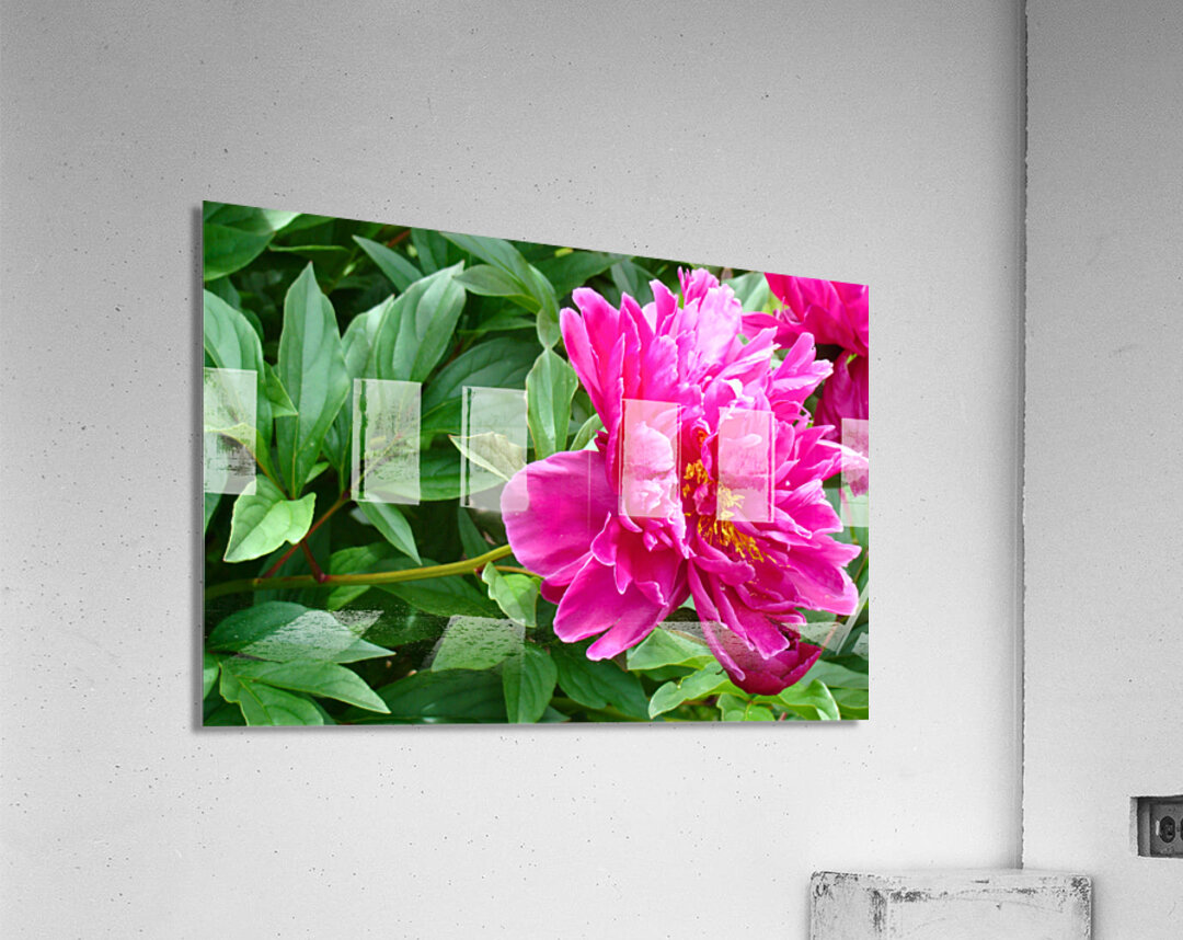 PInk Peony Acrylic Print