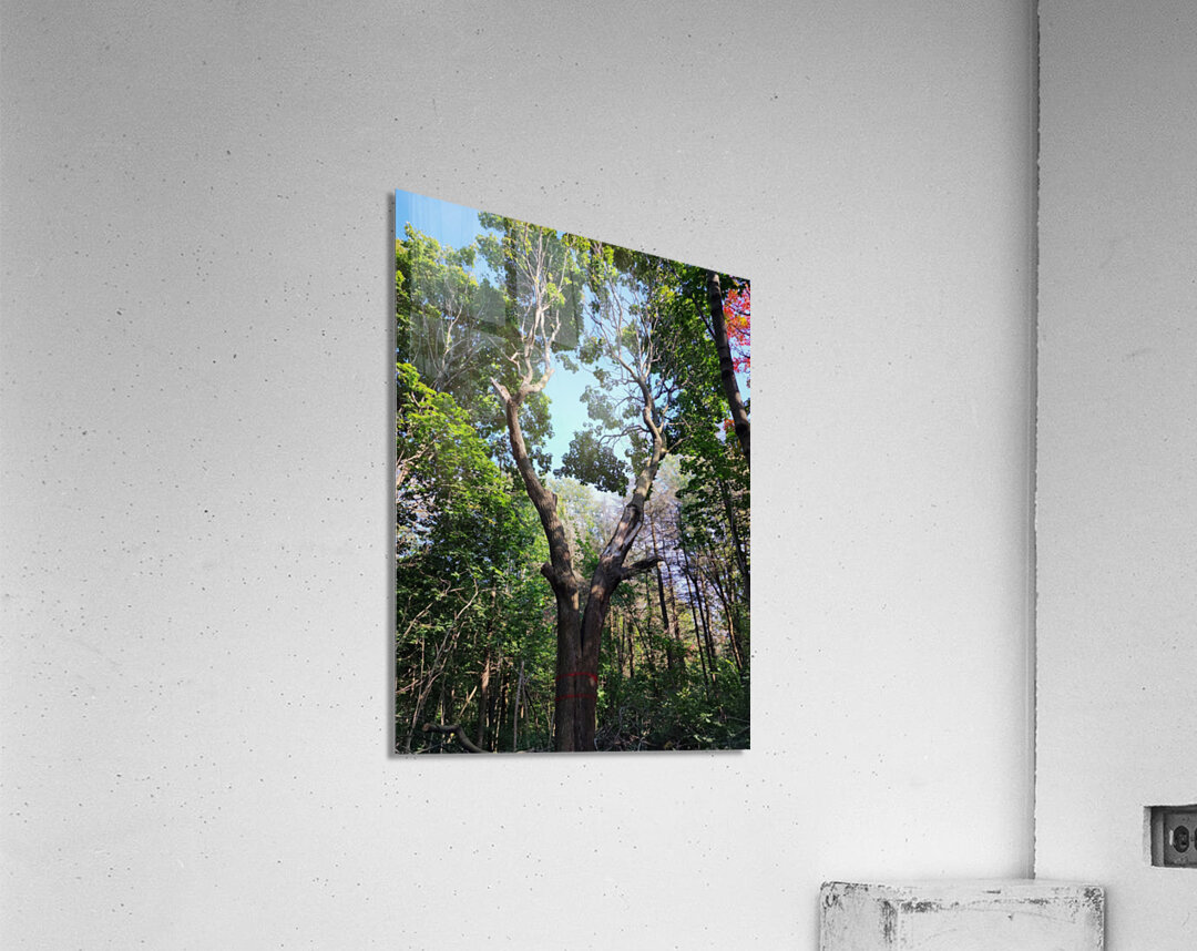 Forest Through The Trees Acrylic Print