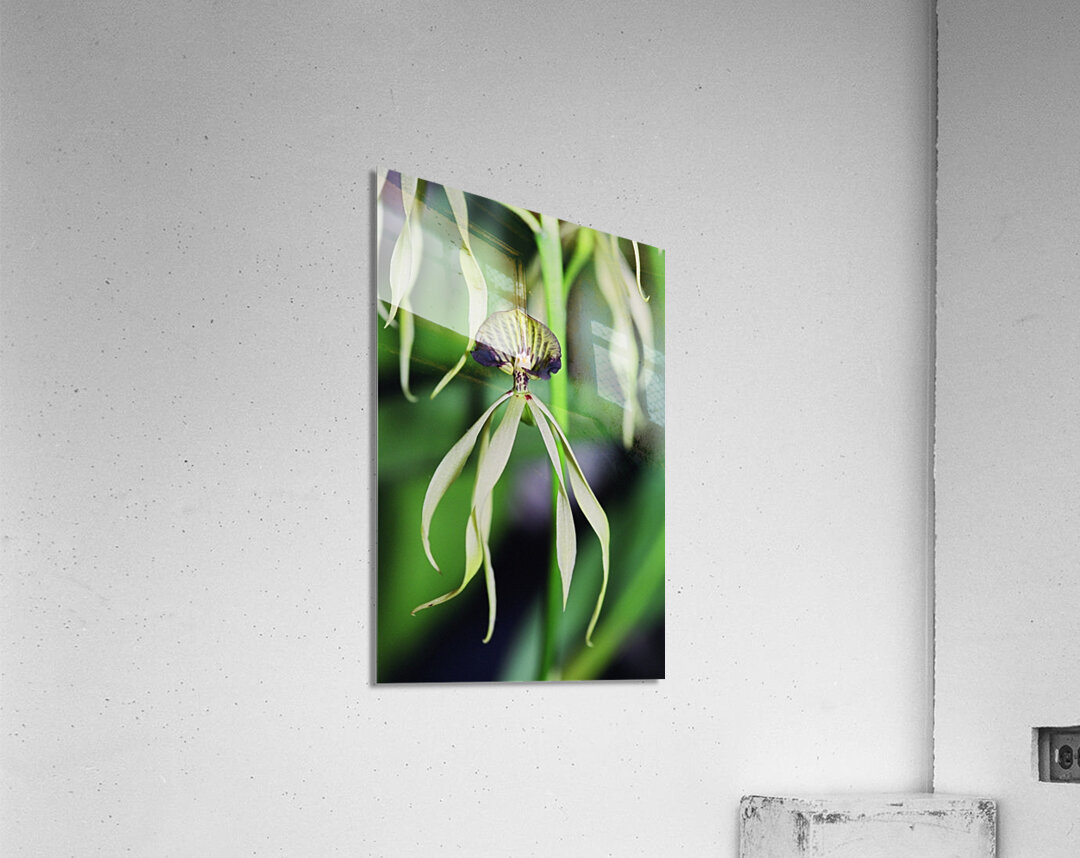 Dancing Orchid Acrylic Print