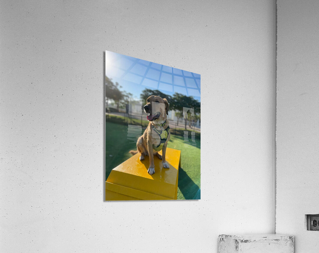Rufus The Happy Dog Acrylic Print