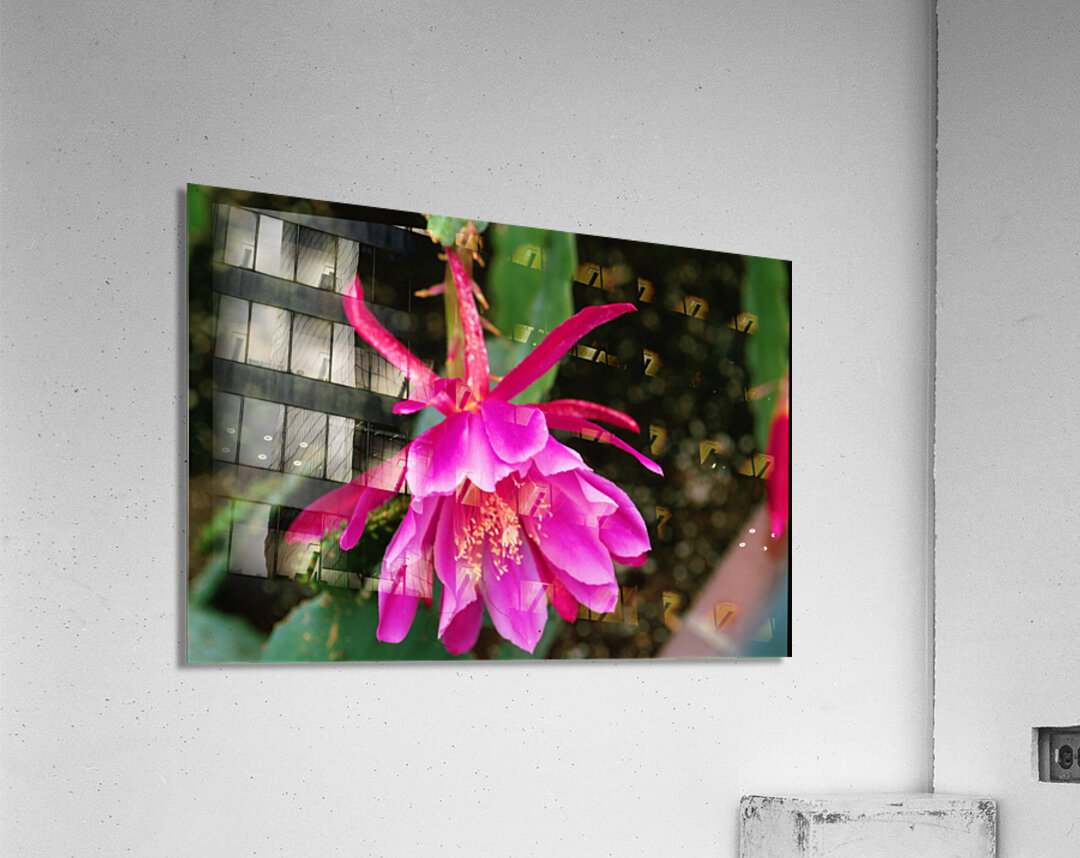 Fuschia Peony Burst Acrylic Print