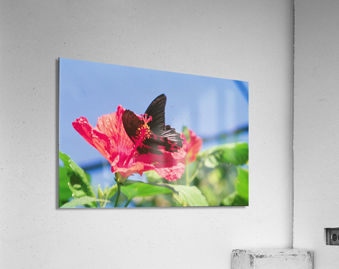 Butterflies Are Free  Acrylic Print