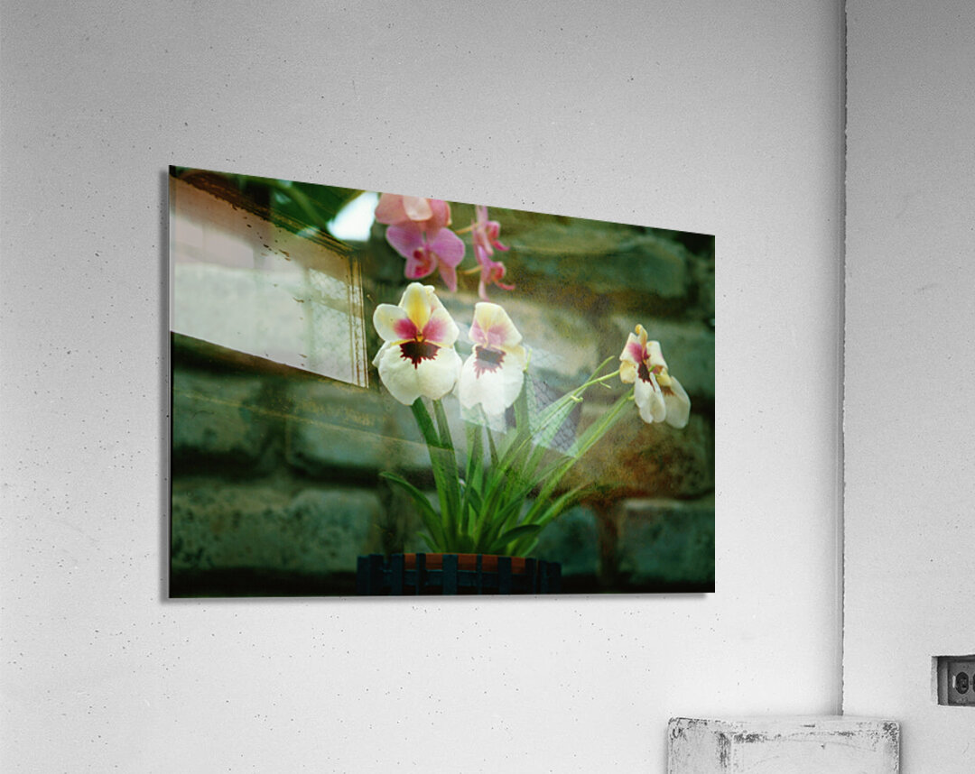 Twin Pansie Flowers Acrylic Print