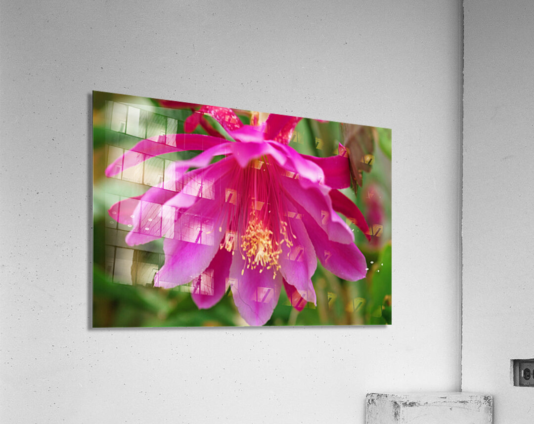 Fuschia Peony Flowering Acrylic Print