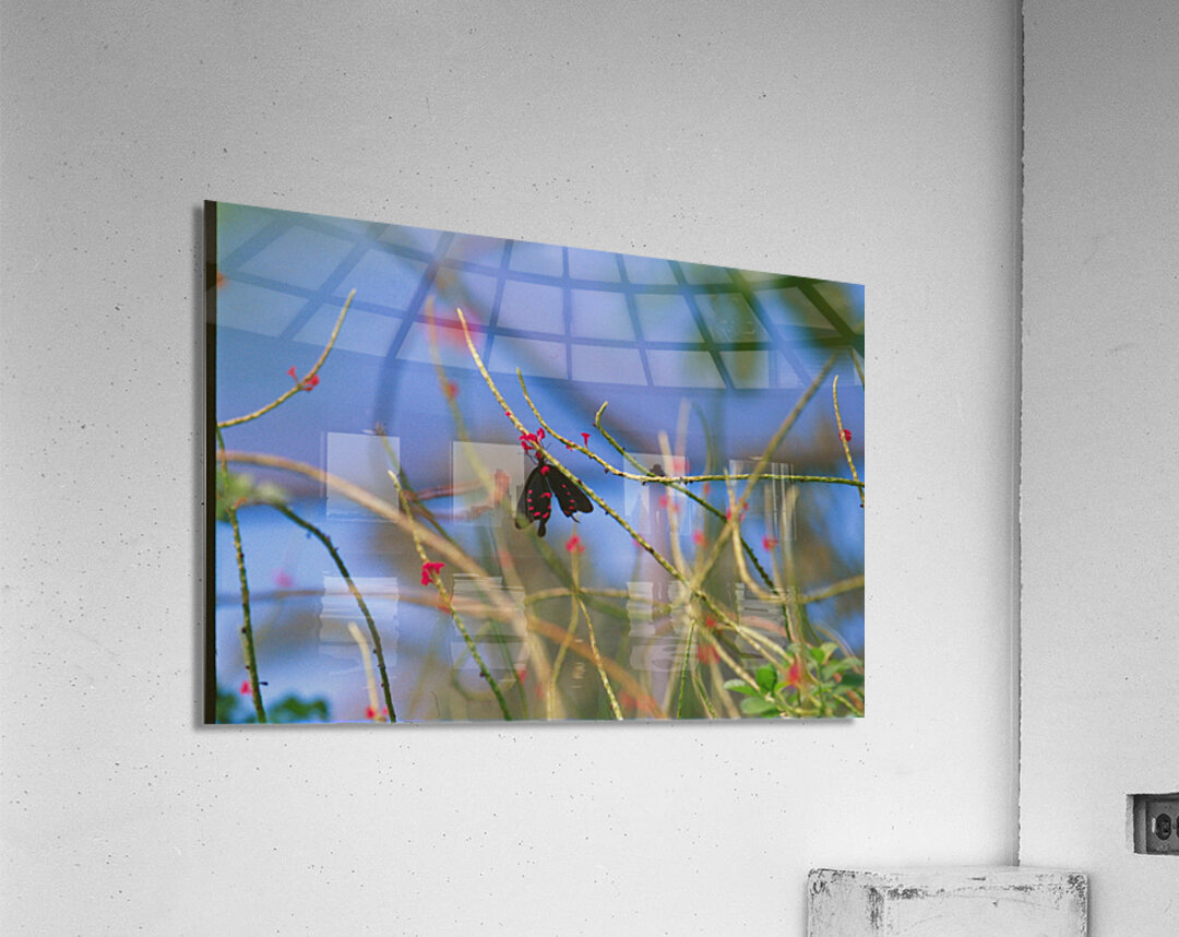 Butterfly Hanging Out Acrylic Print