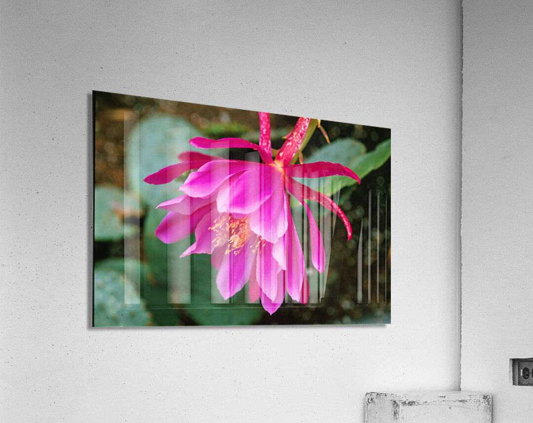 Fuschia Peony Side View Acrylic Print