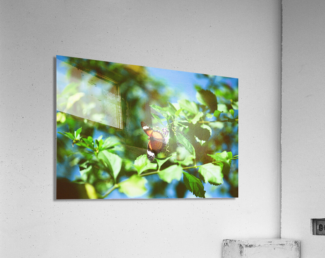 Monarch butterfly Acrylic Print