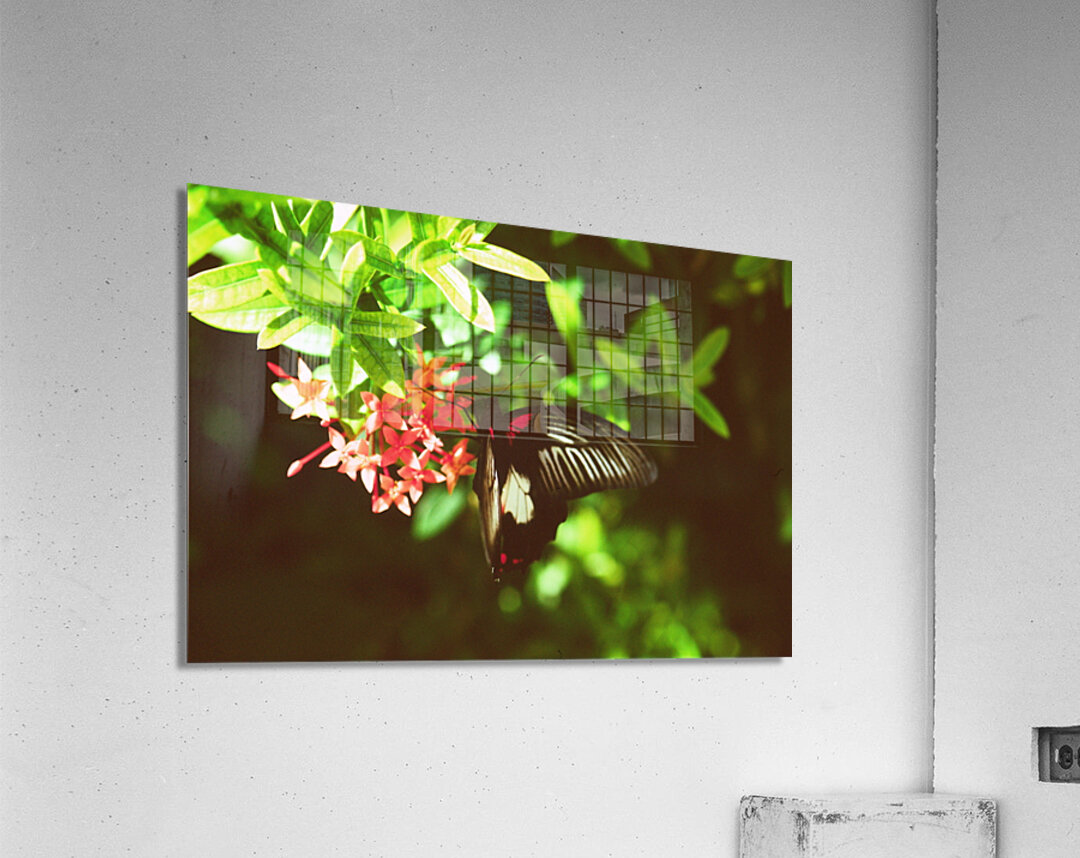 Black butterfly amongst the flowers Acrylic Print