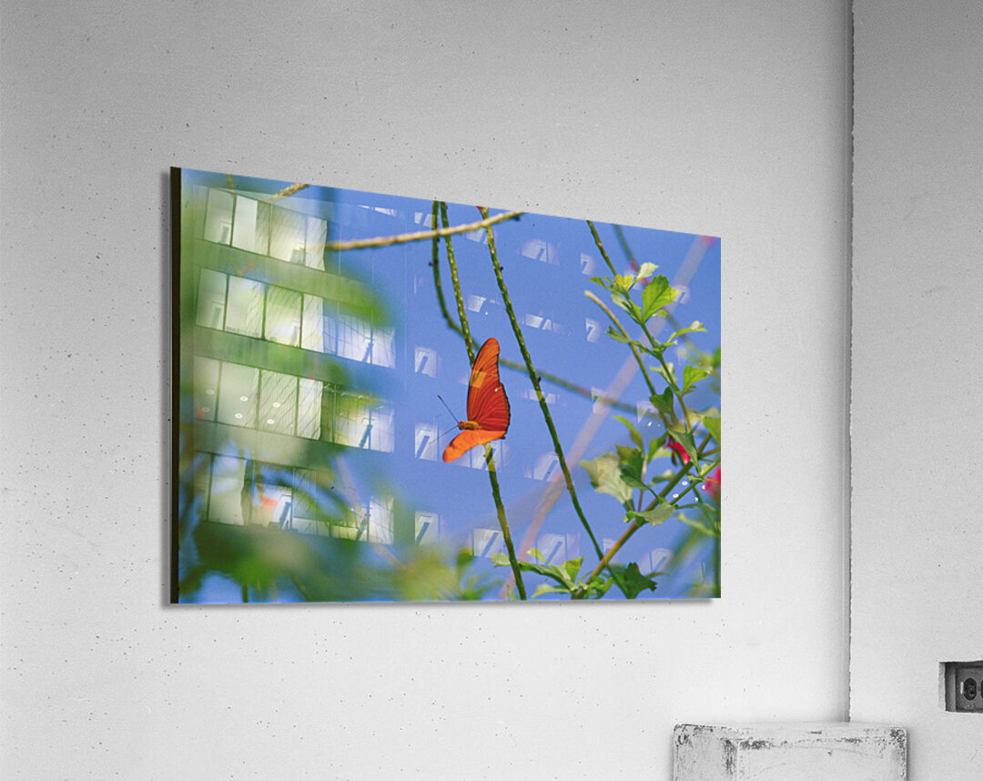 Orange Butterfly Having A Rest Acrylic Print