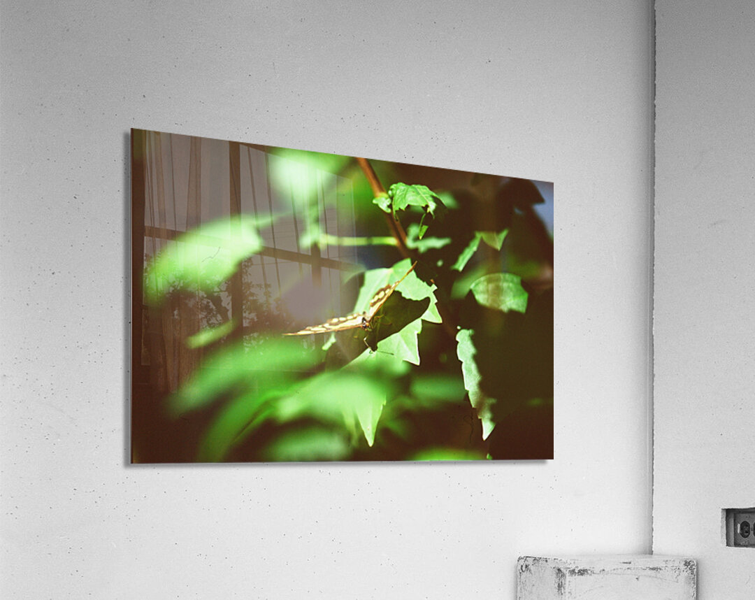 Butterfly with captured beetle Acrylic Print