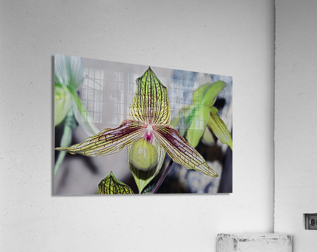 Green Striped Orchid Acrylic Print