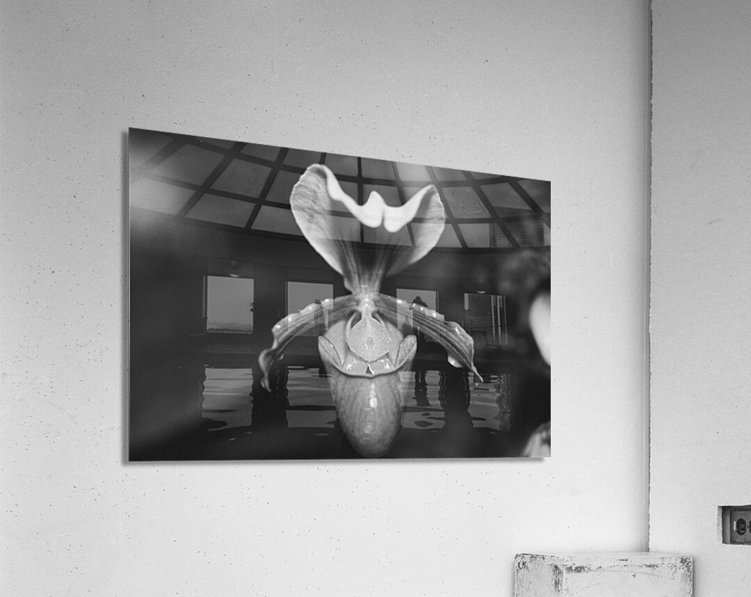 Black and White Orchid Series 2 Acrylic Print