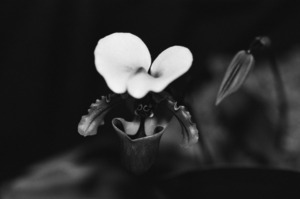 Black  White Floral Series 10