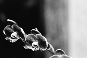 Black  White Floral Series 12