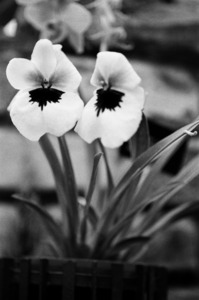 Black  White Floral Series - Double Trouble