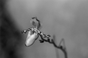 Black  White Floral Series 7