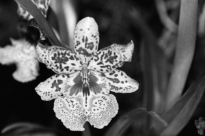 Black  White Floral Series 8